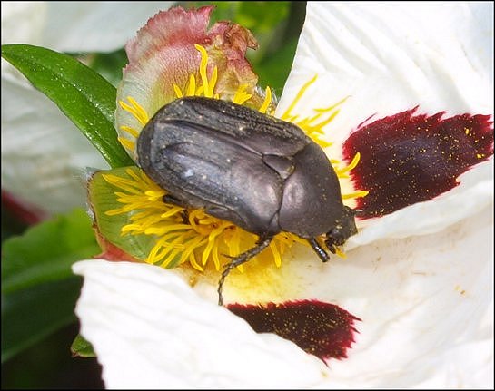 Protaetia opaca 3