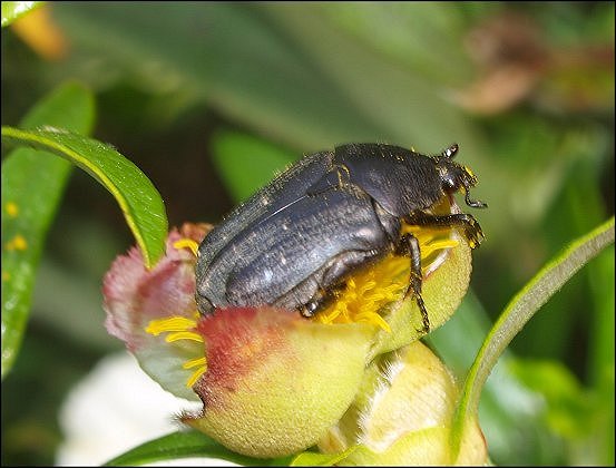Protaecia opaca 4
