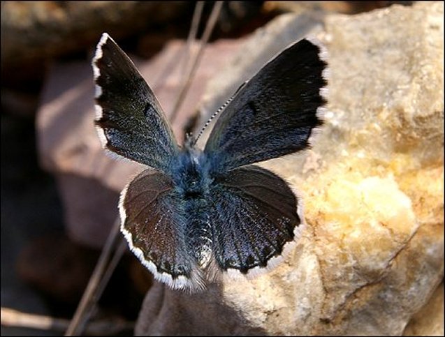 Pseudophilotes baton 2