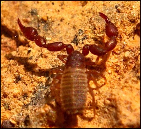 Pseudoscorpion Chernes