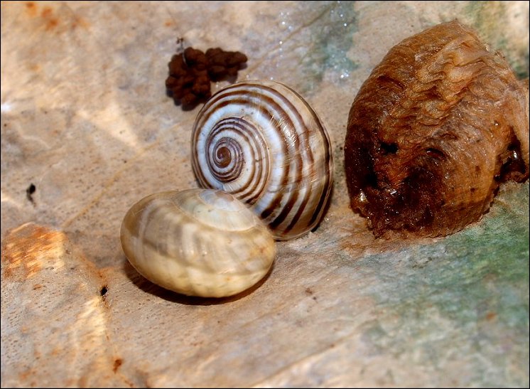 Pseudotachea 1