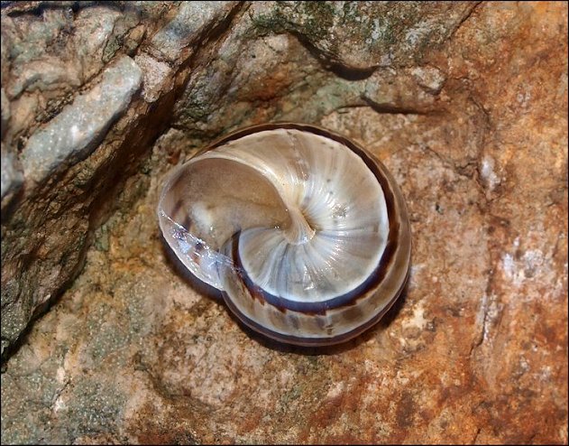 Pseudotachea 2