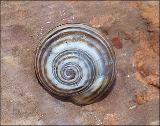 Pseodotachea 3