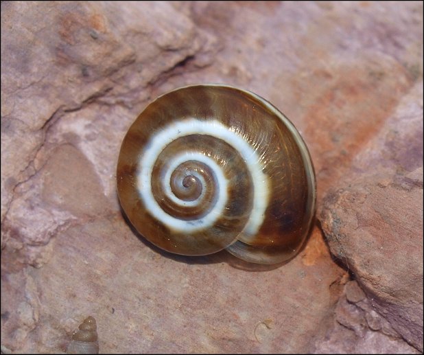 Pseudotachea 4