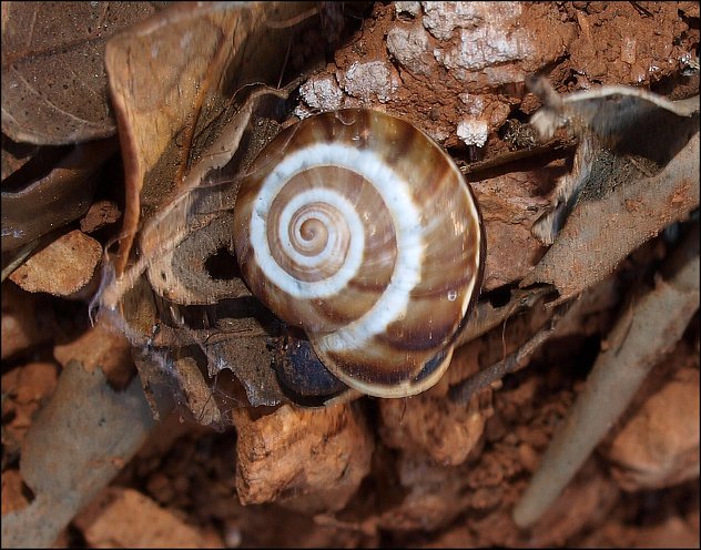 Pseudotachea 5