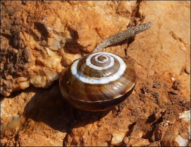 Pseudotachea -