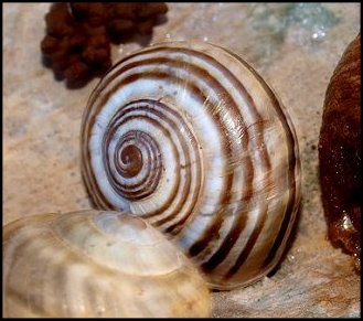 Pseudotachea
