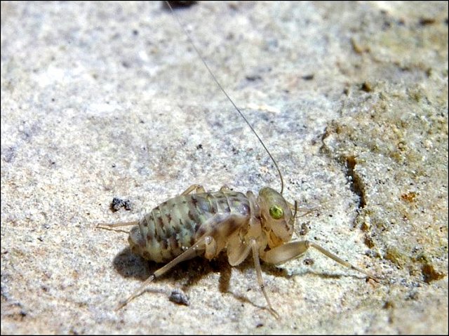 Psoque 1