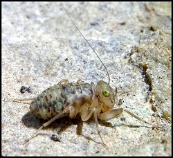 Psoque