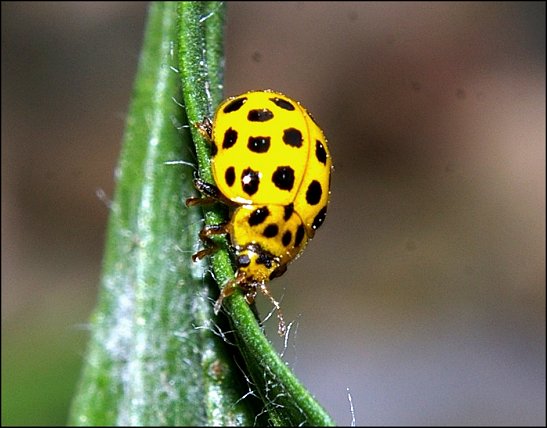 Psyllobora vigintiduopunctata