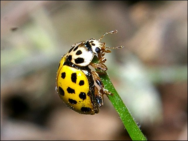 Psyllobora vigintiduopunctata