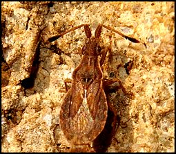 Punaise des sables