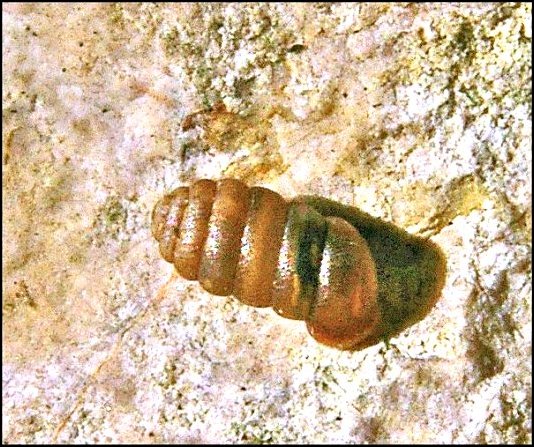 Pupilla 1