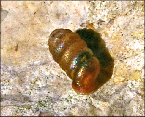 Pupilla 2