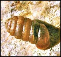 Pupilla