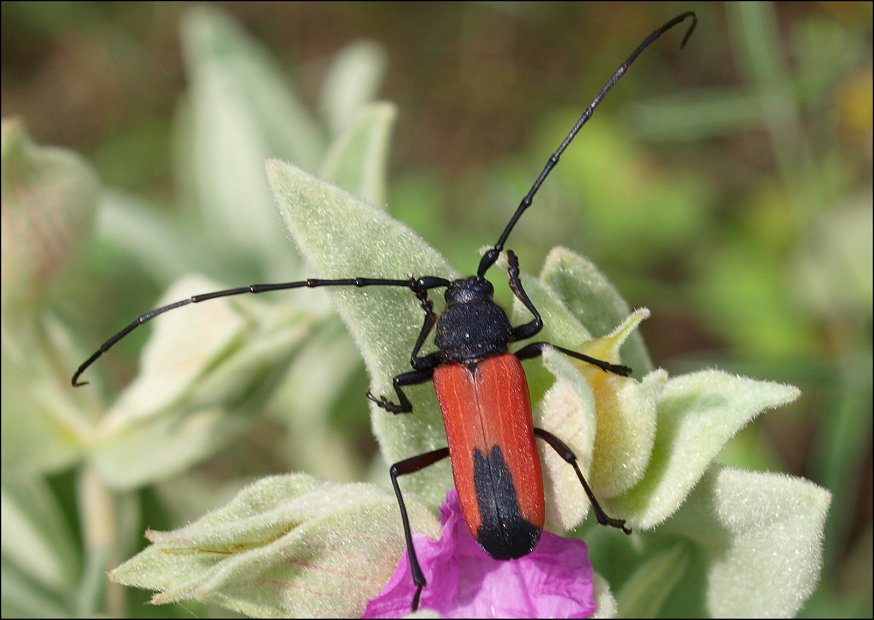 Purpuricenus 1
