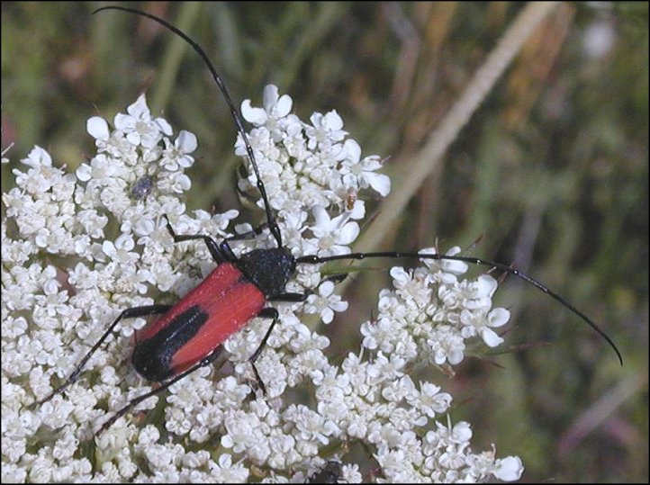 Purpuricenus 2