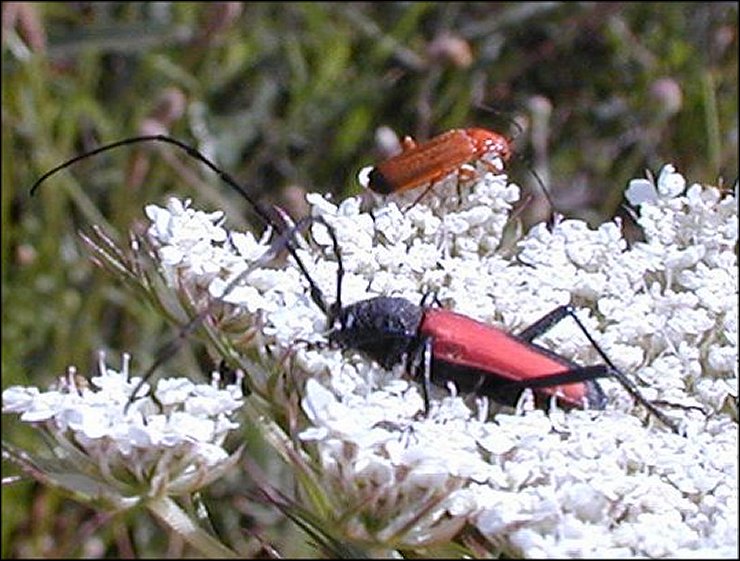 Purpuricenus 3
