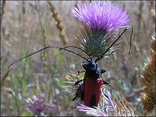 Purpuricenus 5