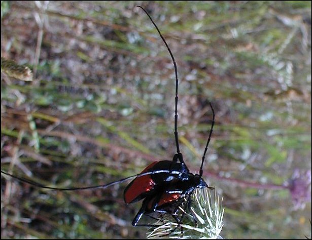 Purpuricenus 6