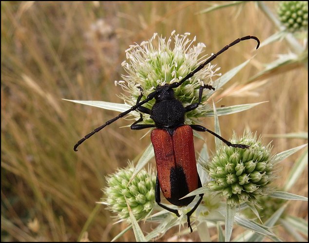 Purpuricenus badensis 10