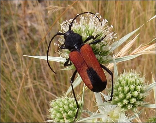Purpuricenus badensis 11