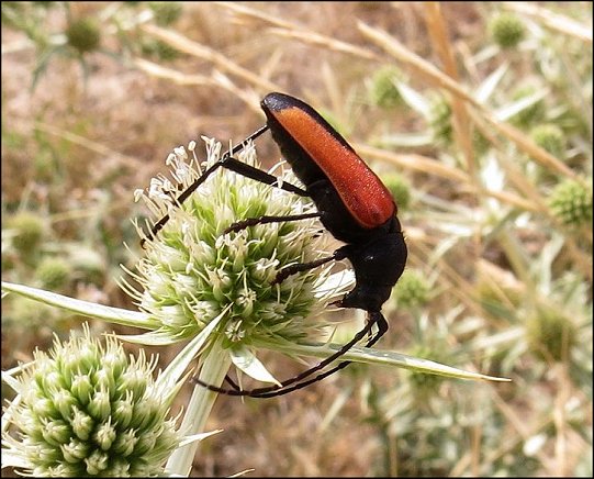 Purpuricenus badensis 12