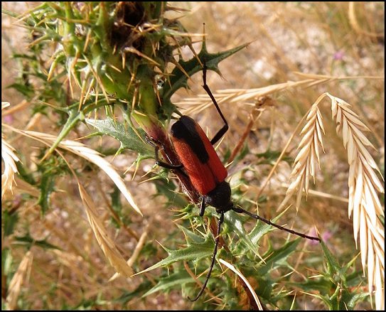 Purpuricenus badensis 14