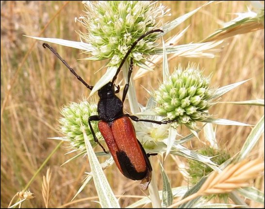 Purpuricenus badensis 8