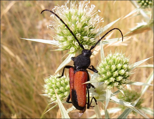 Purpuricenus badensis 9