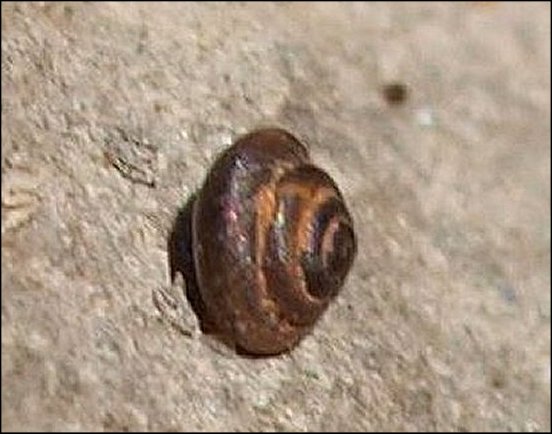 Pyramidula 2
