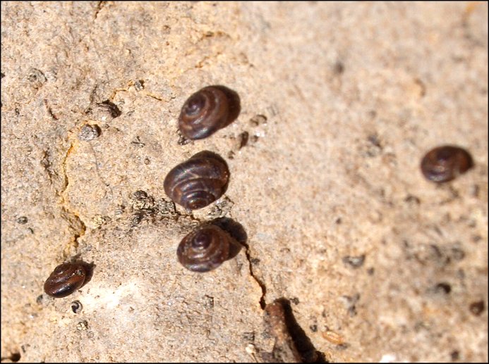Pyramidula 3
