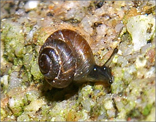 Pyramidula 5