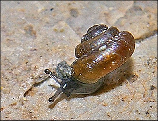 Pyramidula rupestris 7