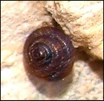 Pyramidula