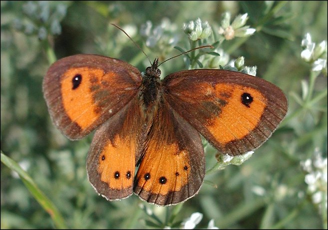 Pyronia bathseba 1