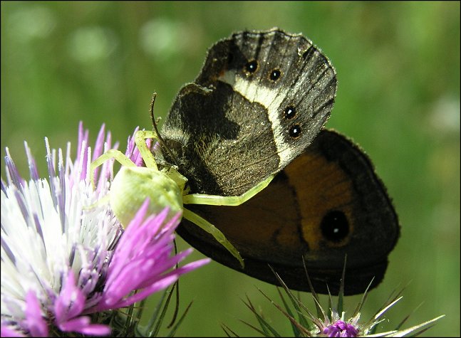 Pyronia bathseba 10