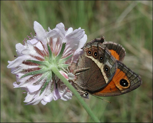 Pyronia bathseba 12