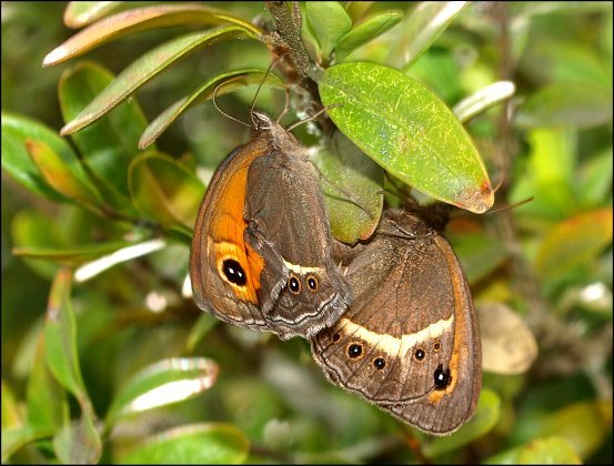 Pyronia bathseba 13