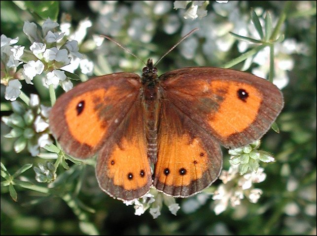 Pyronia bathseba 2