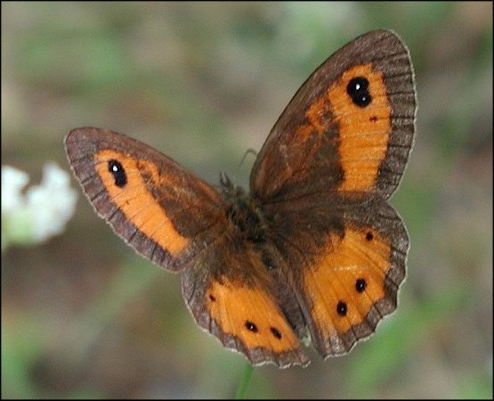 Pyronia bathseba 4