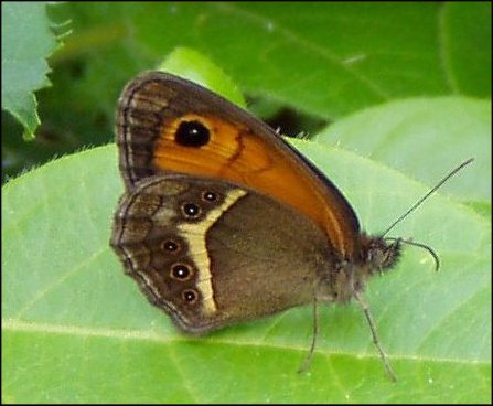 Pyronia bathseba 5