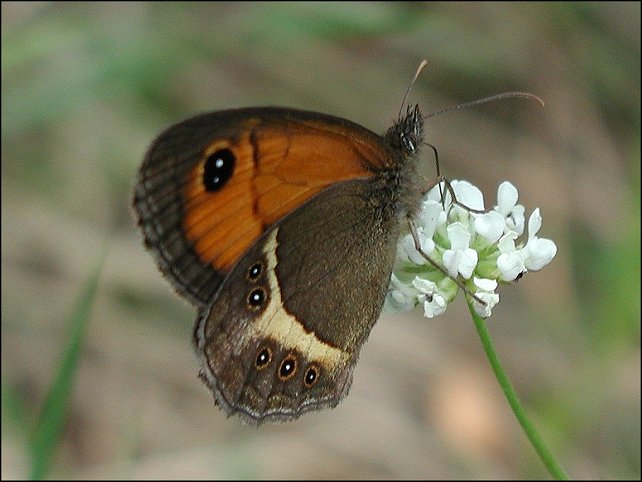 Pyronia bathseba 6