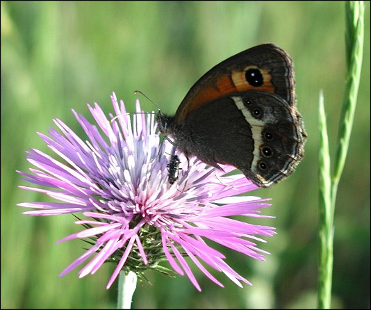 Pyronia bathseba 7