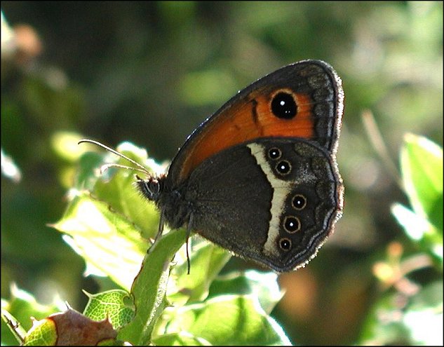 Pyronia bathseba 8