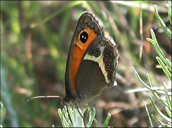 Pyronia bathseba 9
