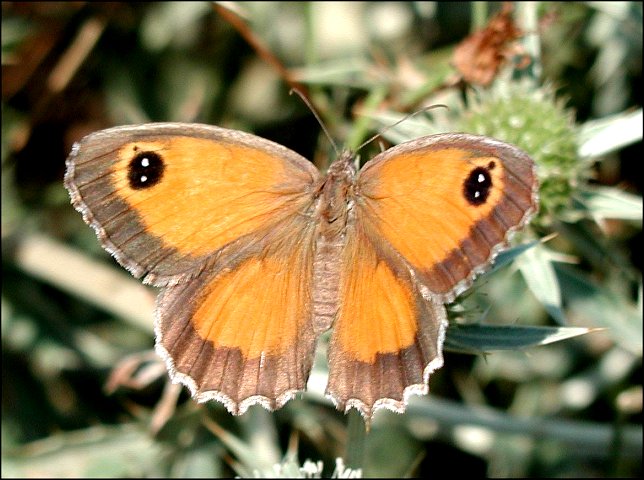 Pyronia cecilia 1