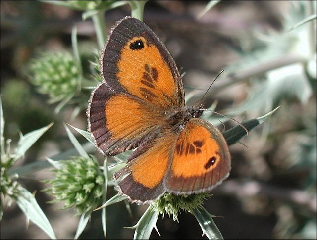 Pyronia cecilia 3
