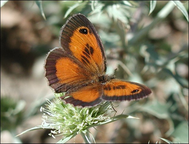 Pyronia cecilia 4