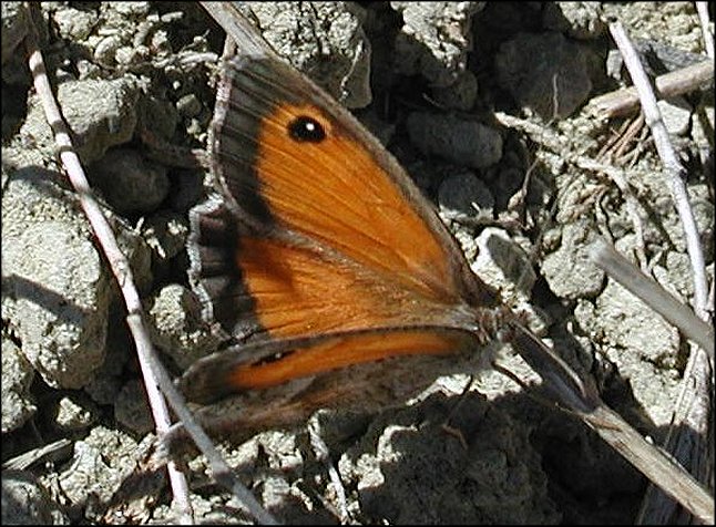 Pyronia cecilia 5